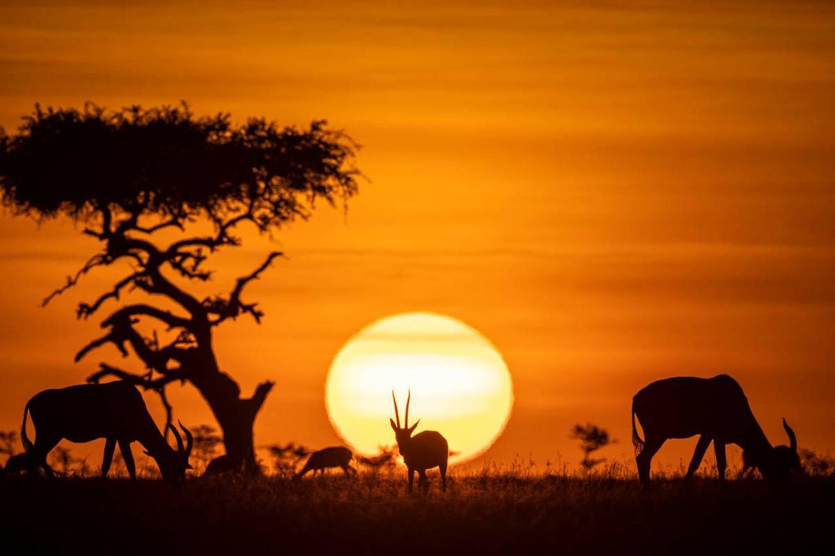 Солнце в Африке